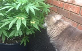 The Cat Eats Marijuana Plant