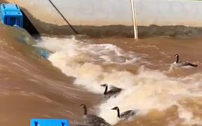 Canadian Geese Go Surfing