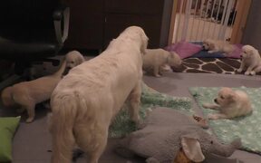 Mom Dog Teaches Her Puppies a Lesson in Patience - Animals - VIDEOTIME.COM