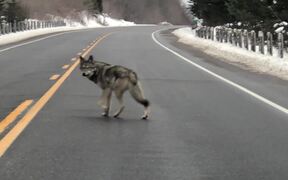 Coywolf Alpha Acting as Crossing Guard - Animals - VIDEOTIME.COM