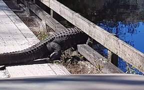 Alligator Stuck in Bridge Doesn't Learn its Lesson