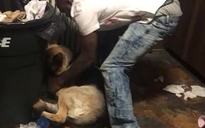 Man Makes Dogs Pickup Trash - Animals - VIDEOTIME.COM