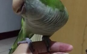 Beat Boxing Birdie - Animals - VIDEOTIME.COM