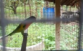 Bird Sounds Like a Chicken - Animals - VIDEOTIME.COM