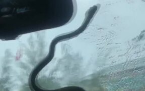 Snake Slithers on Windshield - Animals - VIDEOTIME.COM