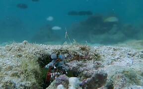 Mantis Shrimp At Work - Animals - VIDEOTIME.COM