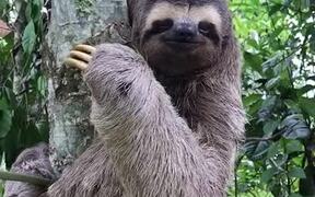 Helping a Sloth Cross the Road - Animals - VIDEOTIME.COM