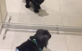 Mirror Makes Diapered Dog Mad