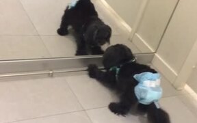 Mirror Makes Diapered Dog Mad - Animals - VIDEOTIME.COM