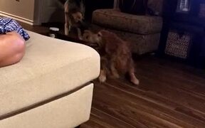 Golden Retriever Mop - Animals - VIDEOTIME.COM