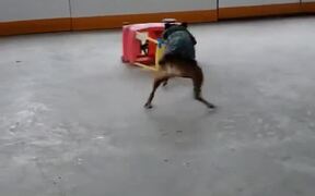 Dog Does Donuts with Toy Car - Animals - VIDEOTIME.COM