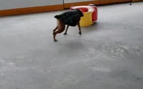 Dog Does Donuts with Toy Car - Animals - VIDEOTIME.COM