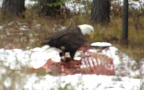 American Bald Eagle Feasts on Carcass - Animals - VIDEOTIME.COM
