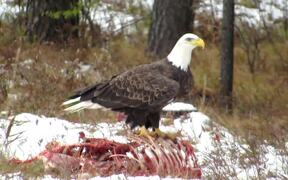 American Bald Eagle Feasts on Carcass - Animals - VIDEOTIME.COM