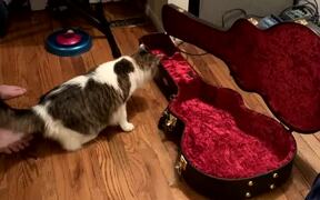 Jumpy Cat Inspects Guitar Case - Animals - VIDEOTIME.COM