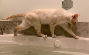 Bathtub 'Catculations' Are Off - Animals - VIDEOTIME.COM