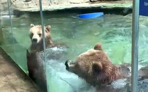 Dancing Bears at Saint Louis Zoo - Animals - VIDEOTIME.COM