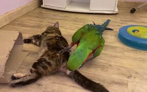 Parrot Plays With Kitty Best Friend