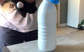 Bottle Cap with Cat - Animals - VIDEOTIME.COM