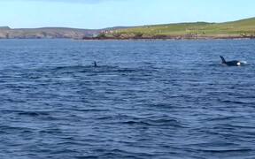 Killer Whale Migration Passes Within Metres - Animals - VIDEOTIME.COM