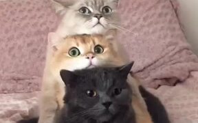 Cats Unstack for Dinner Time - Animals - VIDEOTIME.COM
