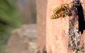 Wasps Are Clumsier Than They Appear - Animals - VIDEOTIME.COM