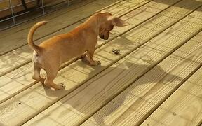 Puppy Plays with New Flappy Friend