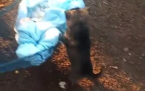 Puppy Lulls Baby in Hammock to Sleep - Animals - VIDEOTIME.COM
