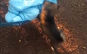 Puppy Lulls Baby in Hammock to Sleep - Animals - VIDEOTIME.COM