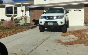 Black Bear Strolls Through Neighbourhood