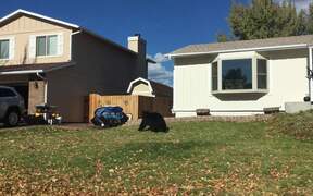 Black Bear Strolls Through Neighbourhood - Animals - VIDEOTIME.COM