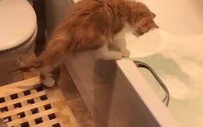 Curiosity Cleaned the Cat - Animals - VIDEOTIME.COM