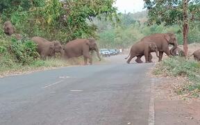 Large Family of Elephants Crosses the Road - Animals - VIDEOTIME.COM