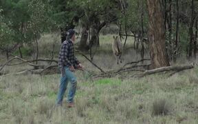 Man Punches a Kangaroo - Animals - VIDEOTIME.COM