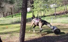 Now This Is Horse Play! - Animals - VIDEOTIME.COM