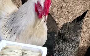 Rooster Feeds His Lady Friends - Animals - VIDEOTIME.COM