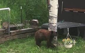 Bear Bandit Takes Off with Bird Feeder