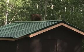 Bear Bandit Takes Off with Bird Feeder - Animals - VIDEOTIME.COM