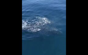 Whales Wave Hello - Animals - VIDEOTIME.COM
