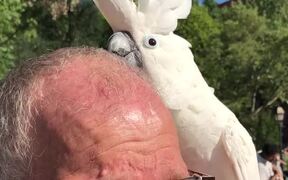 Cockatoo Keeps the Beat - Animals - VIDEOTIME.COM