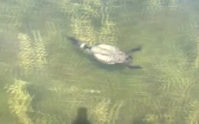 Rare Footage of Loon Swimming Underwater - Animals - VIDEOTIME.COM