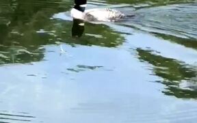 Rare Footage of Loon Swimming Underwater