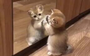 Kitty Takes Itself on in Mirror - Animals - VIDEOTIME.COM