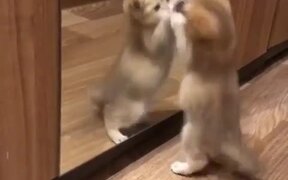 Kitty Takes Itself on in Mirror