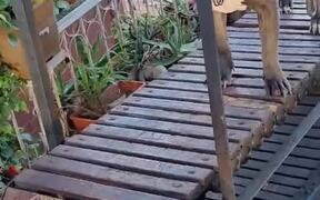 Dog Exercises on Wooden Treadmill