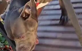 Dog Exercises on Wooden Treadmill - Animals - VIDEOTIME.COM