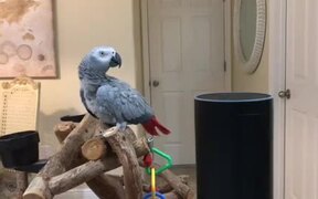 The African Grey a Made Shopping List on Alexa - Animals - VIDEOTIME.COM