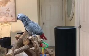 The African Grey a Made Shopping List on Alexa