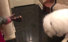 Tito's Shoe Shame - Animals - VIDEOTIME.COM