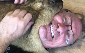 Marmot Cuddles its Man - Animals - VIDEOTIME.COM